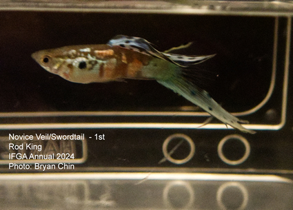 guppy  swordtail